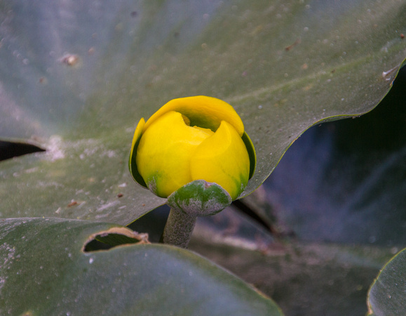 Nuphar lutea flower