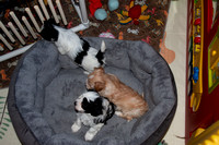 Linda's Puppies 21-Nov-18