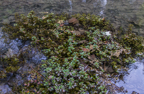 Ludwigia, emersed and submersed growth